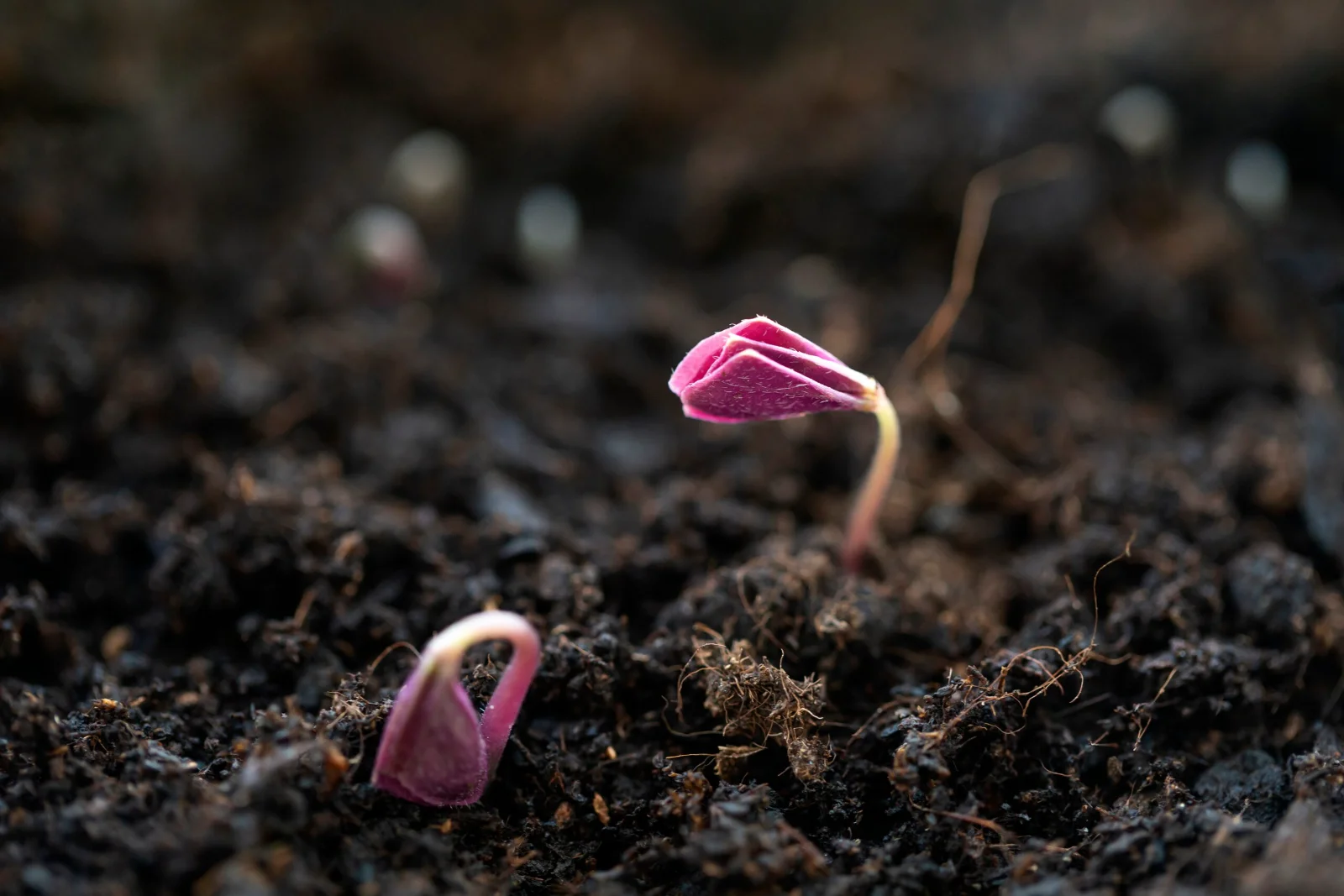 From seed to spines: starting cacti