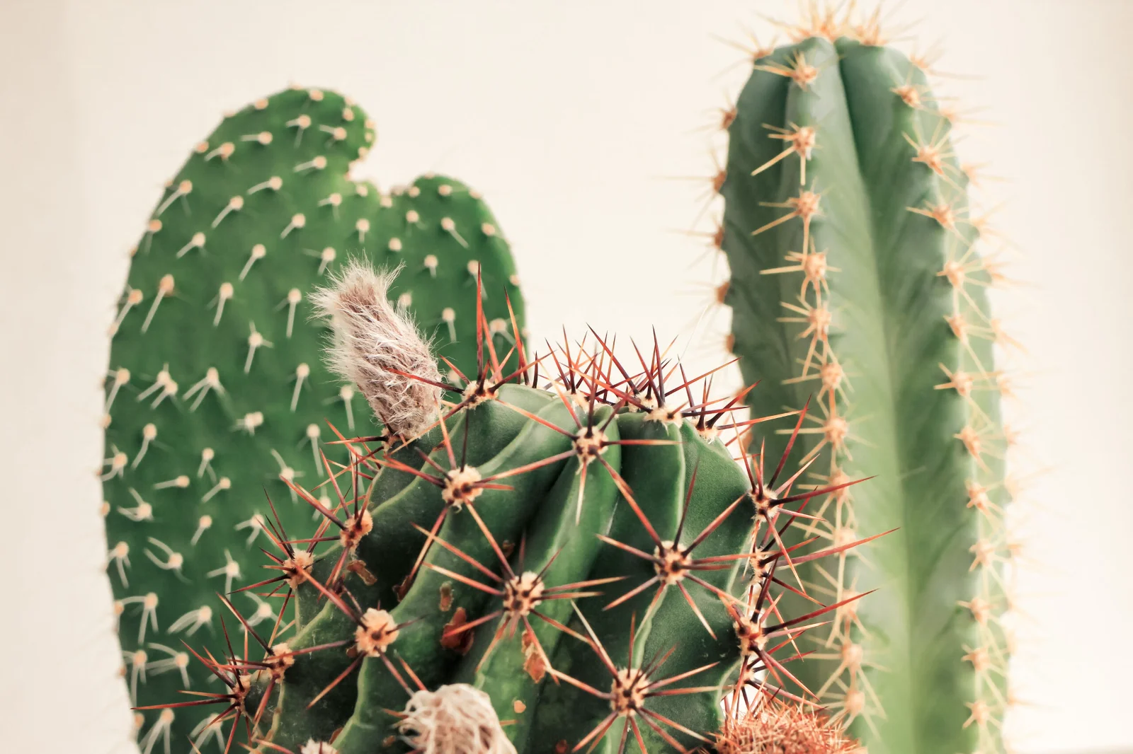 How to help rare cacti thrive indoors